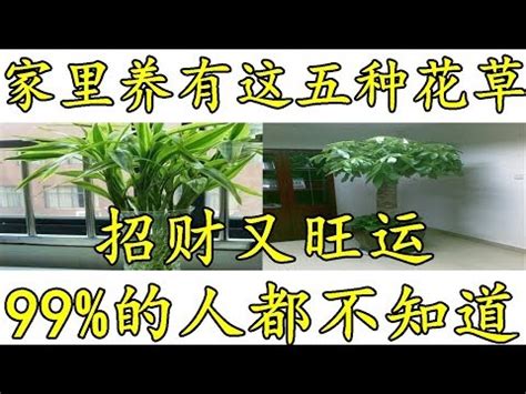 蘭花招財顏色|【蘭花風水】蘭花風水「一命、二運」！客廳擺放蘭花注意這些禁。